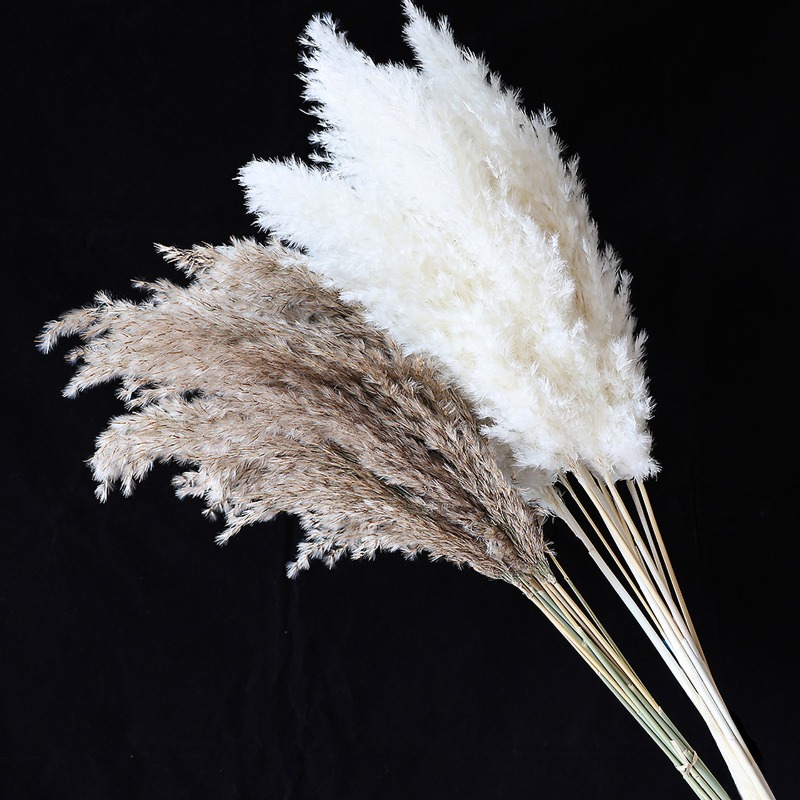 10個入り カラフルな天然葦 パンパスグラス ドライフラワー - Pampas Grass Decor のレビューと価格