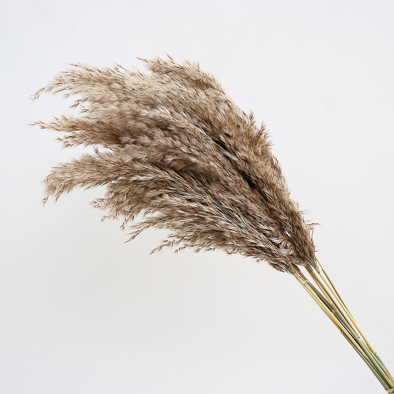 10個入り カラフルな天然葦 パンパスグラス ドライフラワー - Pampas Grass Decor のレビューと価格