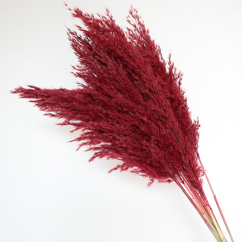 10個入り カラフルな天然葦 パンパスグラス ドライフラワー - Pampas Grass Decor のレビューと価格