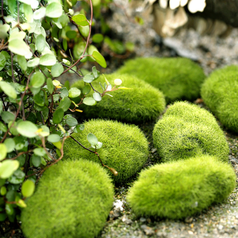 グリーン人工芝泡苔植物マイクロ風景置物 DIY 家の装飾ミニ - Home Decor Za のレビューと価格